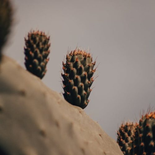 pexels-lucadross-4808805